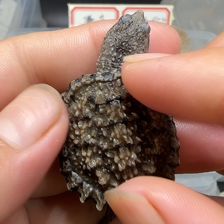 母绿毛龟佛鳄，，，，，，，