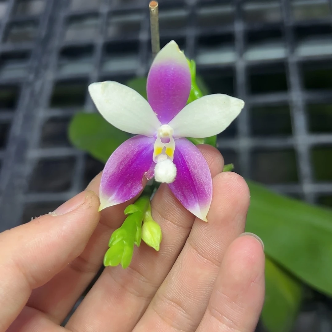 完全开放l579三寸gg