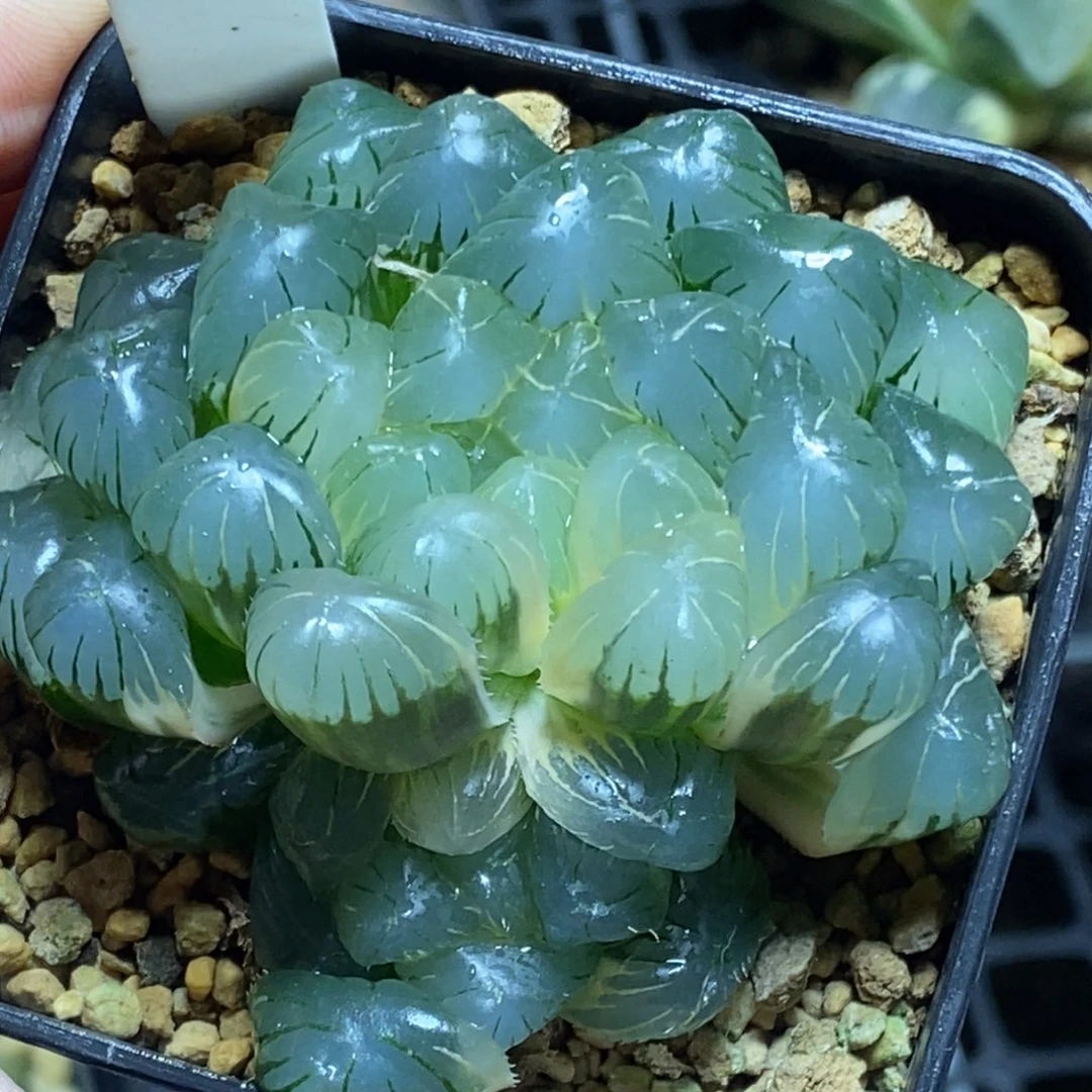 205号实生糊斑趋势湖水