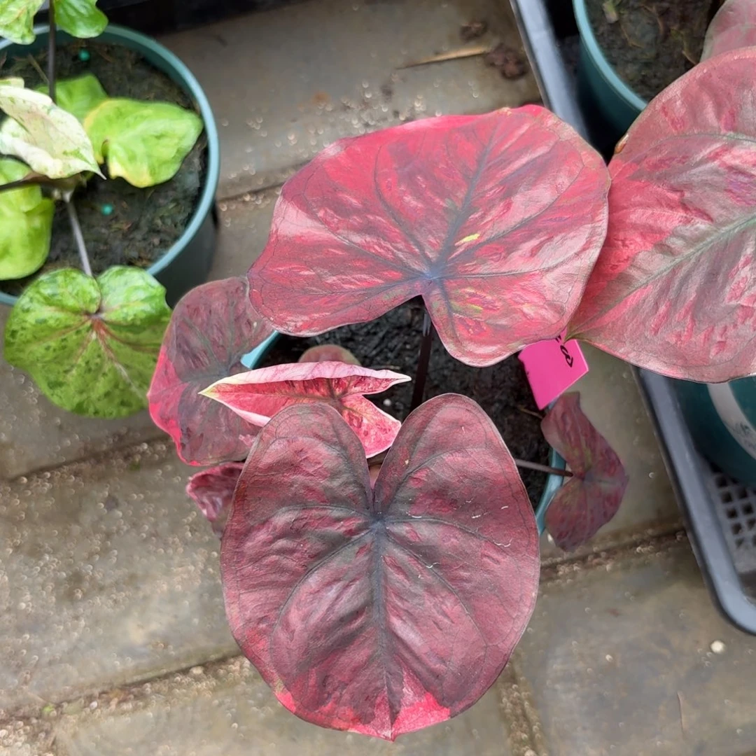 学***手红魔泰国彩叶芋200-0928