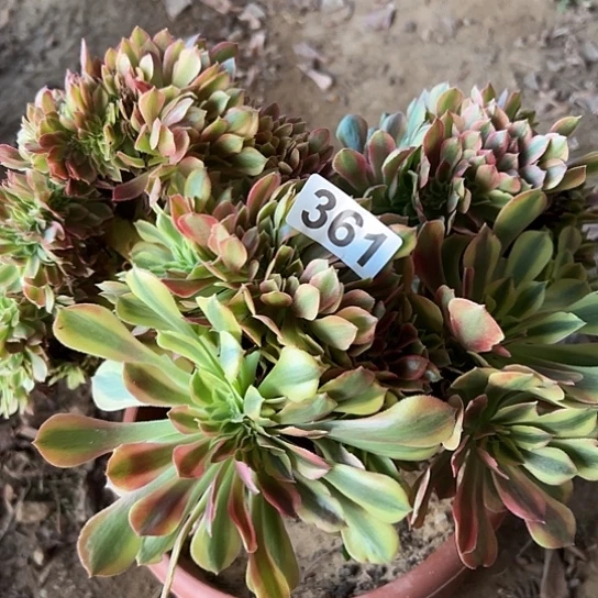 葵***花多肉植物一个斑斓