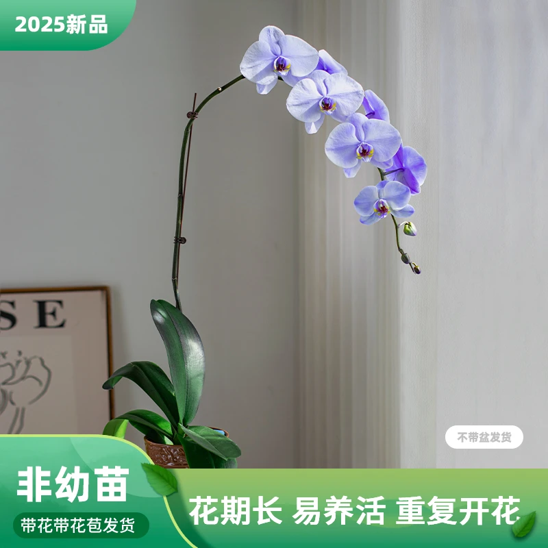 金色池塘蝴蝶兰【马卡龙V】高端花室内盆栽桌面花带花带苞大杯