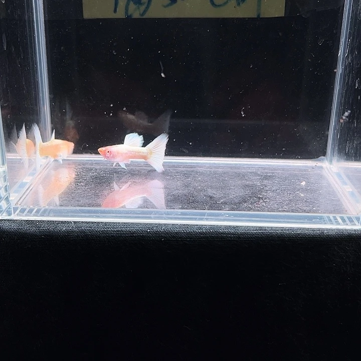 孔雀鱼白雪公主孔雀