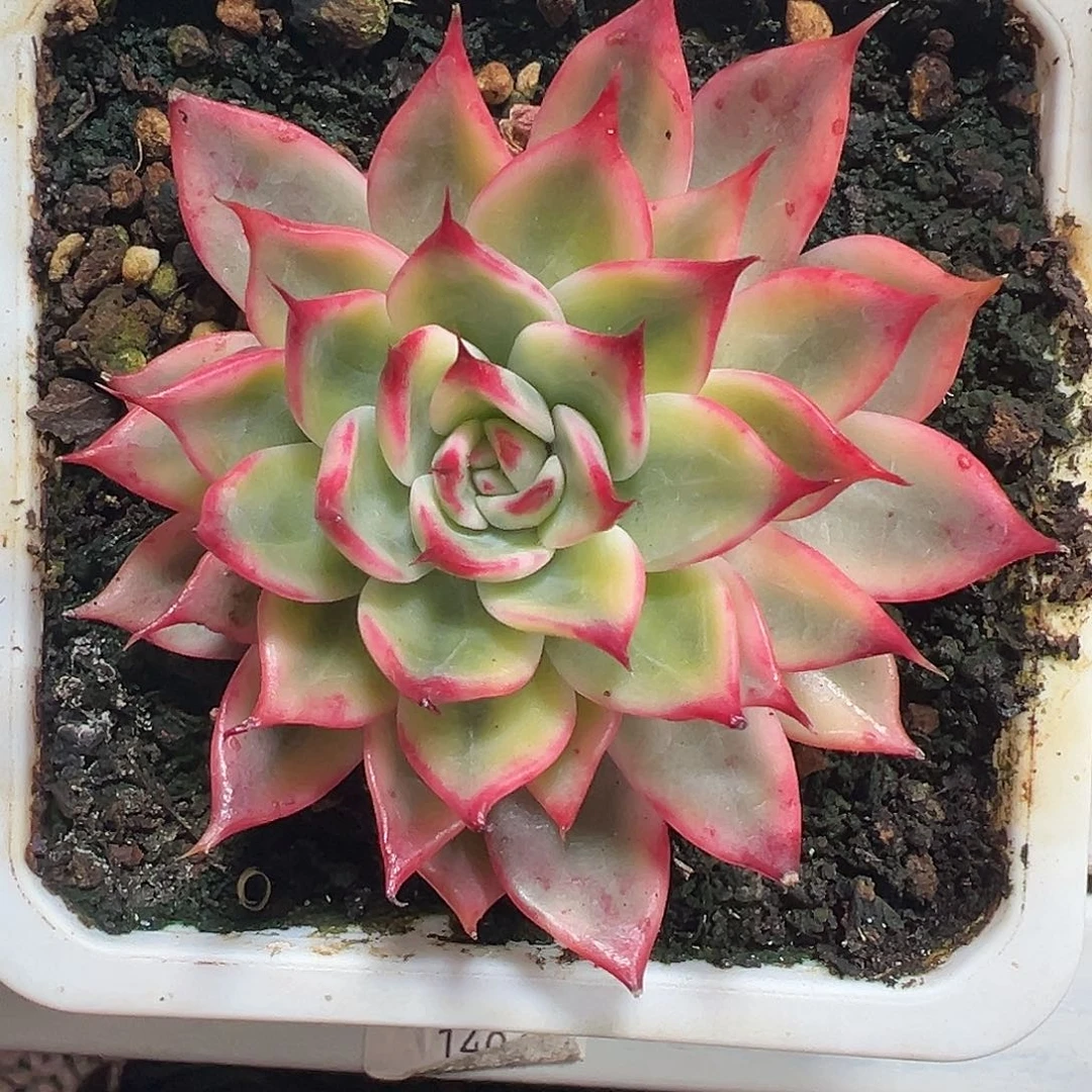 满38包邮桃花锦多肉