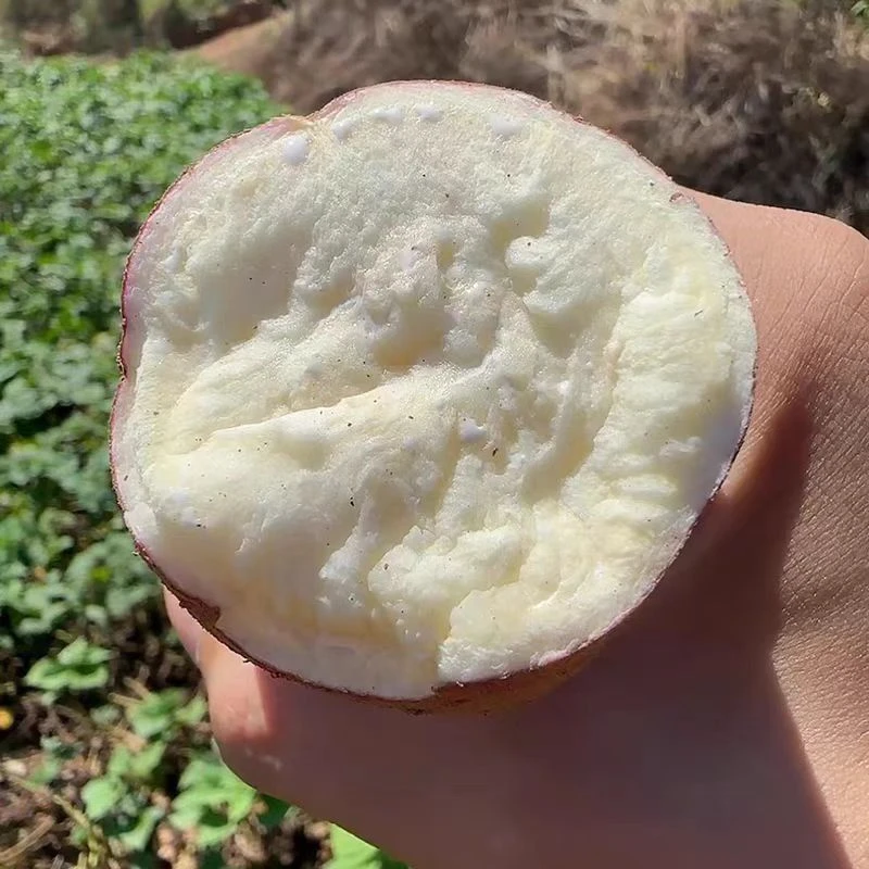 农家粉糯白心红薯