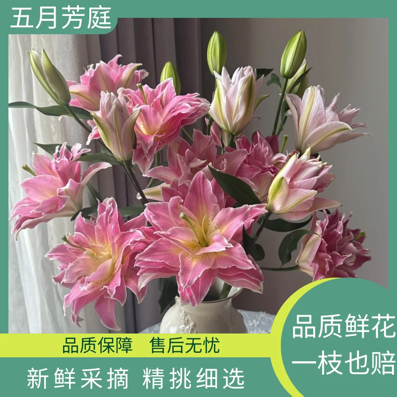 【多头梦想线】中度香型重瓣百合-花期长-温柔治愈-粉嫩色系