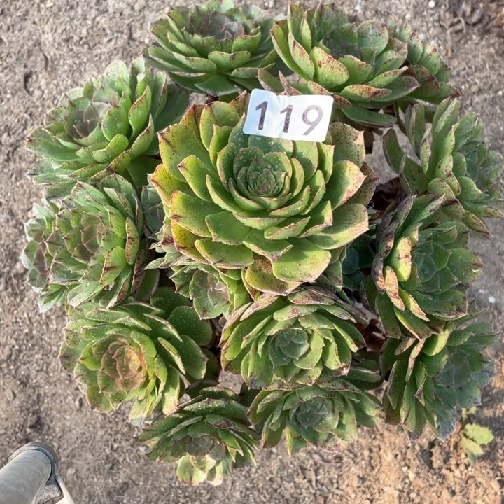 119多肉植物万拉丝