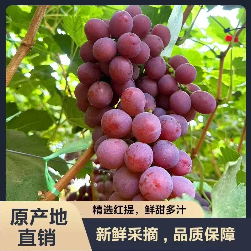 红提葡萄已经结束啦（勿拍）