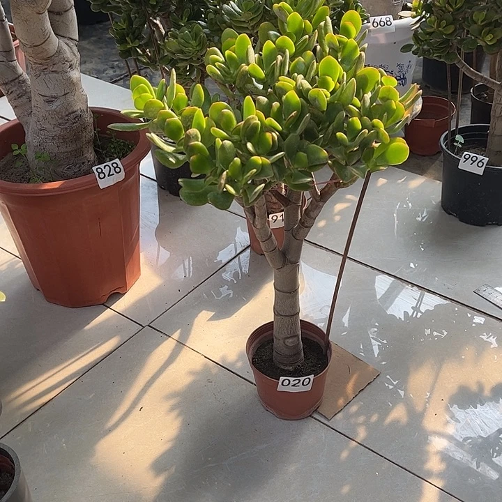 大叶姬红花月独杆老桩