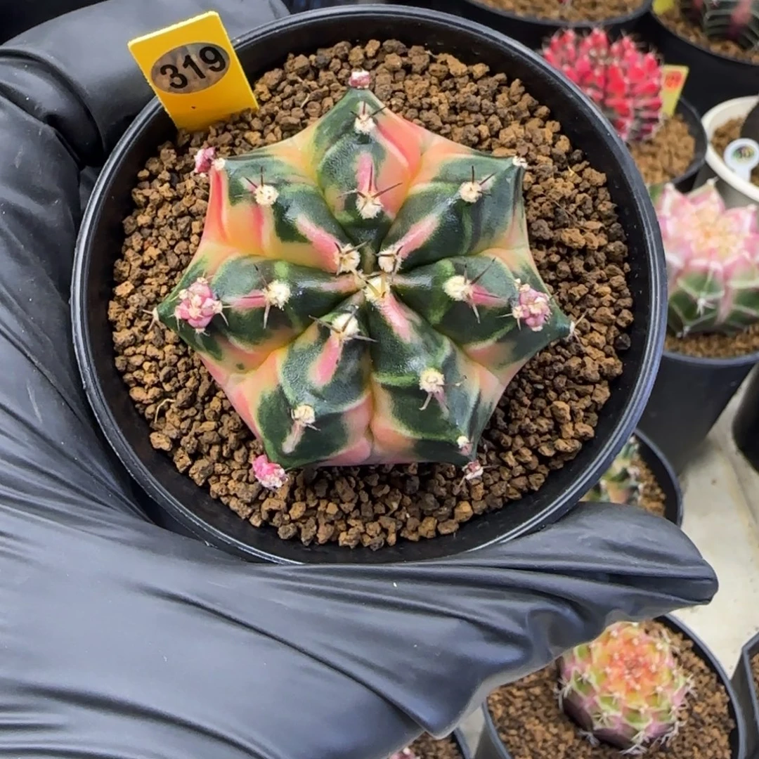 319号泰系名品侧芽幸运种子