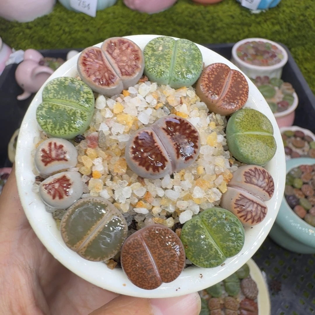 多肉植物福利冲798