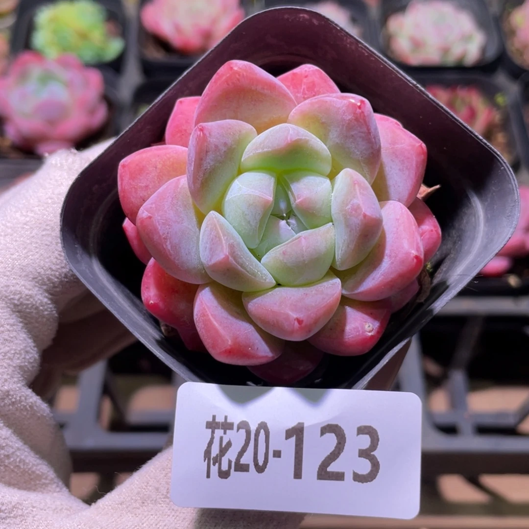 花利美20-123冰糖