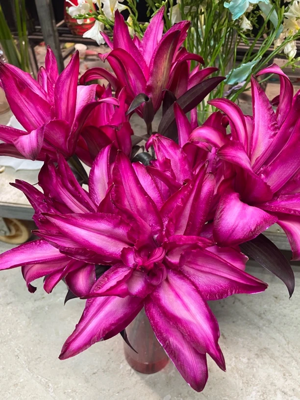 大红大紫重瓣百合 重瓣吸色  天冷地区拍保温 不拍冻坏不售后