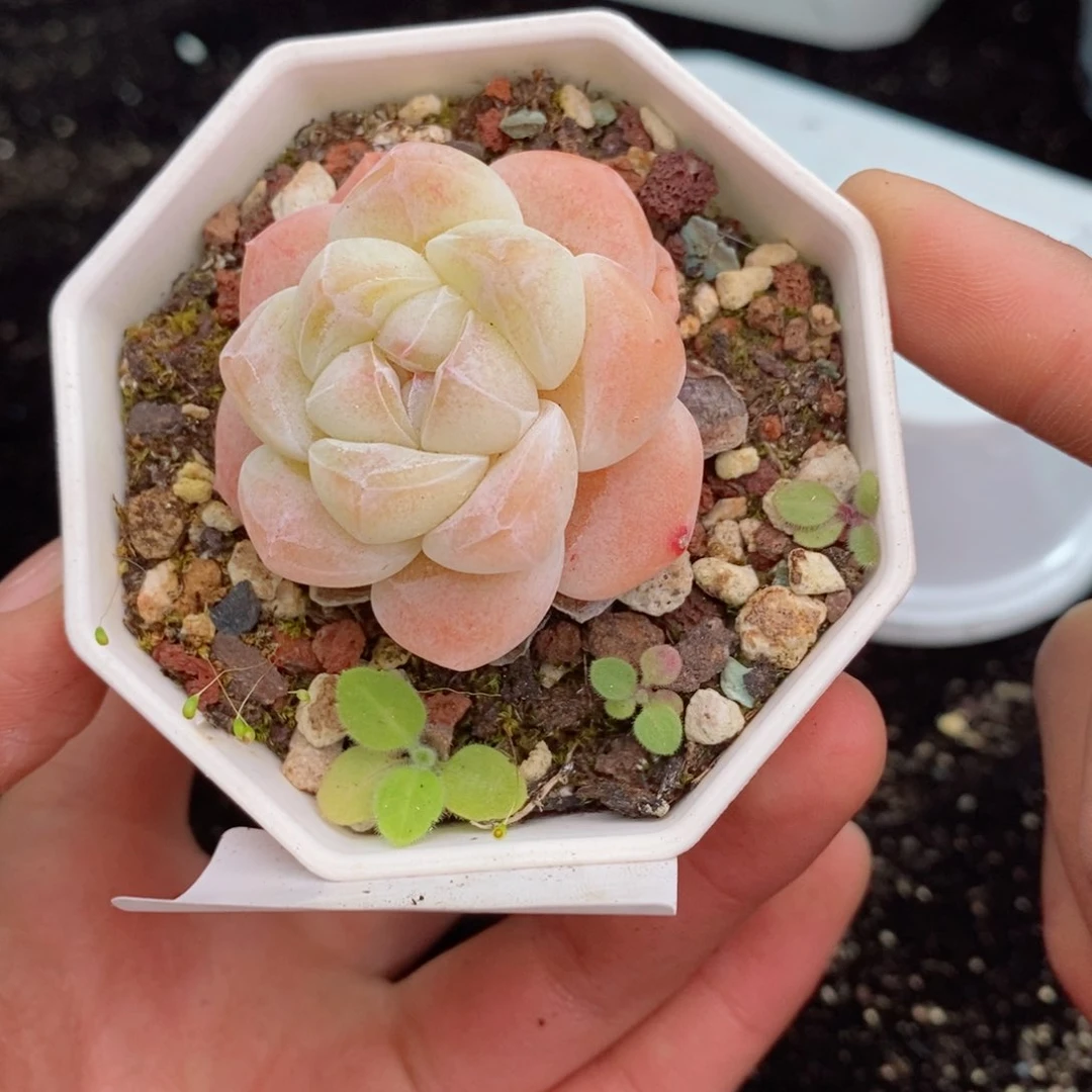 2-624 新疆西藏内蒙不发其他12.8包邮两到三公分多肉