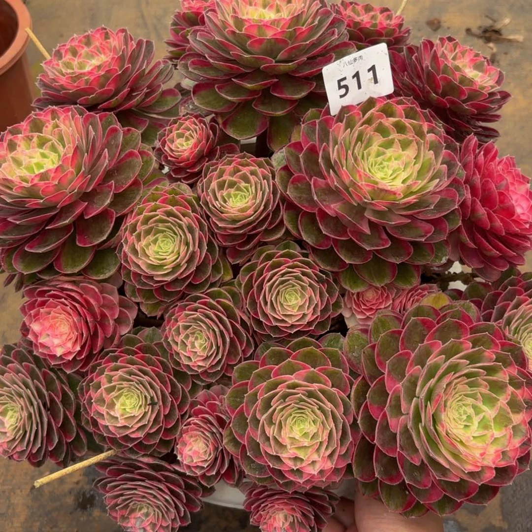 十**香511多肉植物孔雀翎