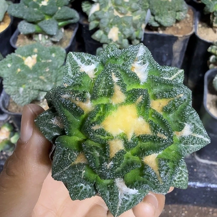 无花朵880金毛辛顿牡丹
