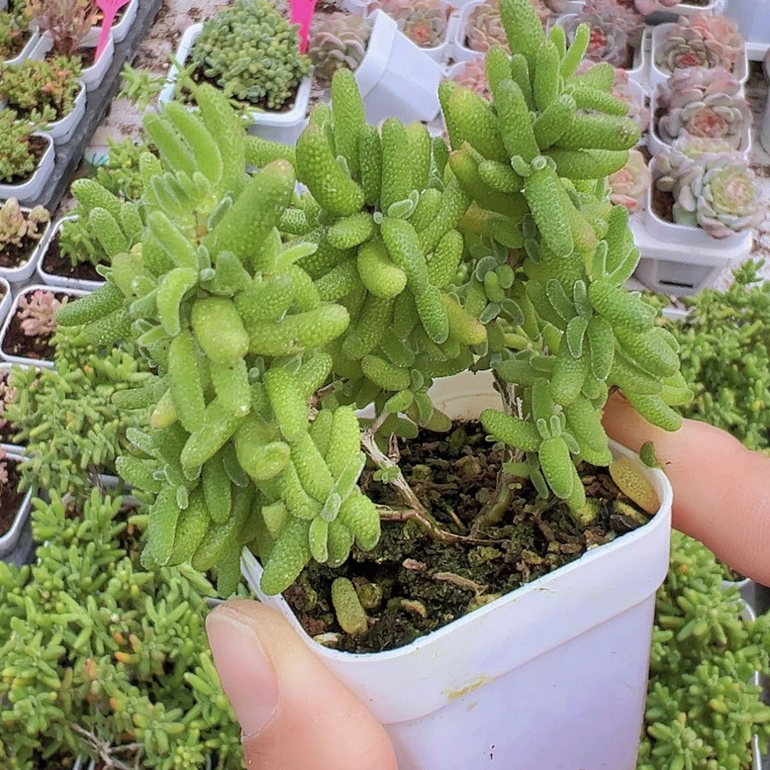 老桩糖球19包邮多肉植物