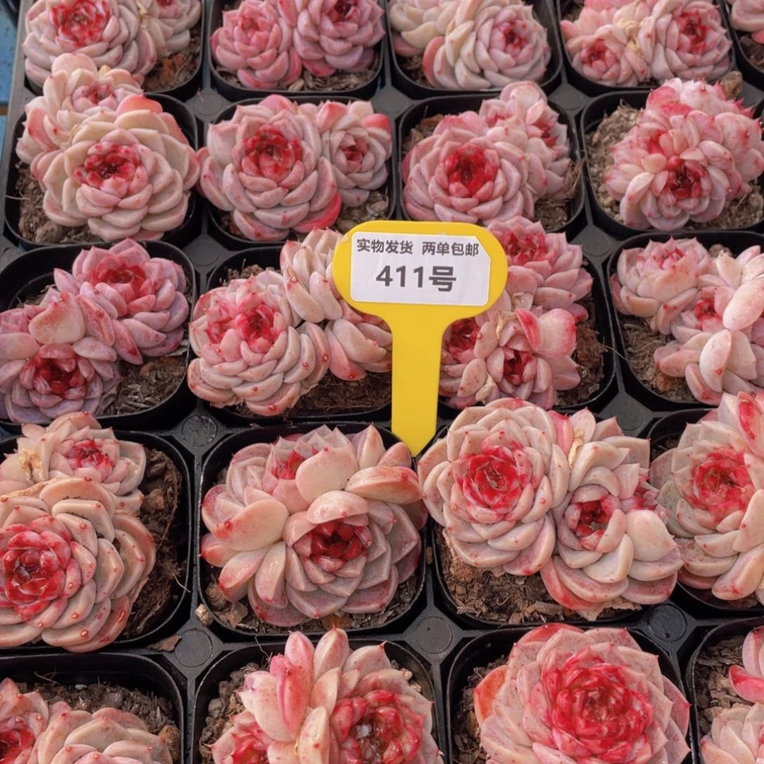 411号红丝绒糖心天鹅rong双头起一个不包整