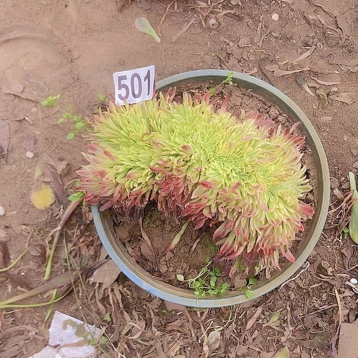 501金丝菊小整板子