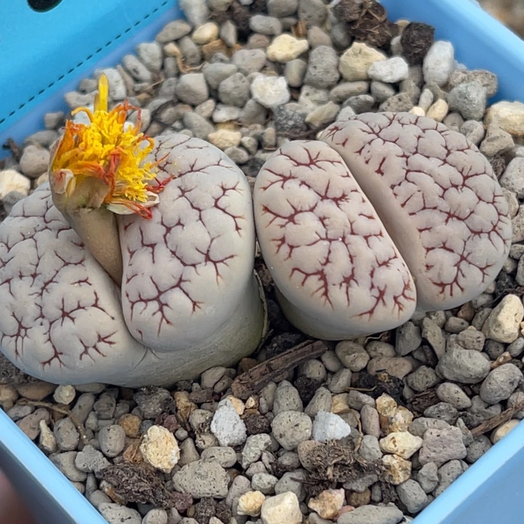 7826双头红蜜纹189一颗