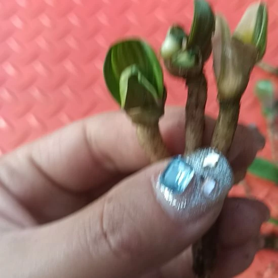 梦**郎特色花卉君子兰小苗君