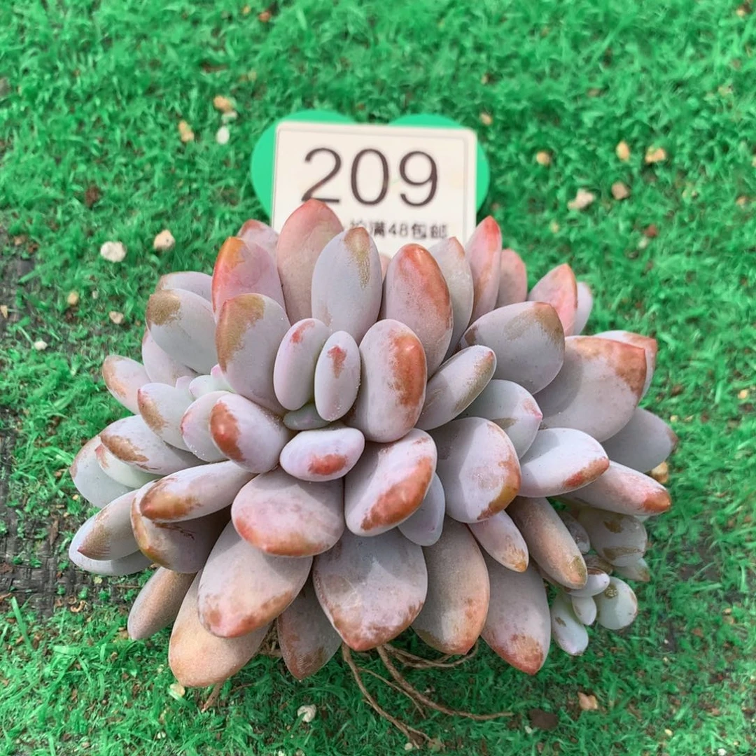 粉兔朵朵缀一物一拍209