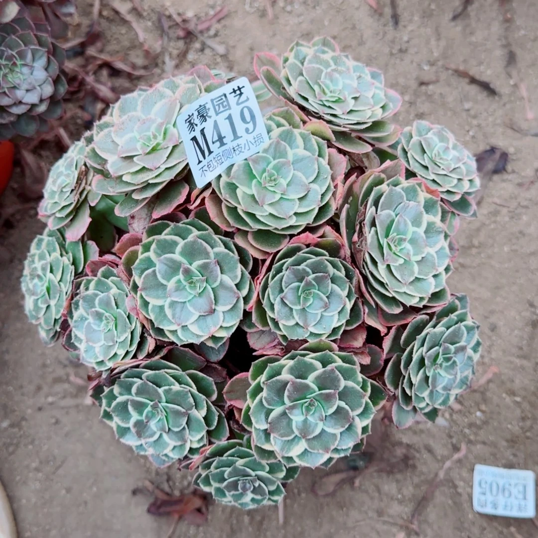 粉花妖发师419冠幅23