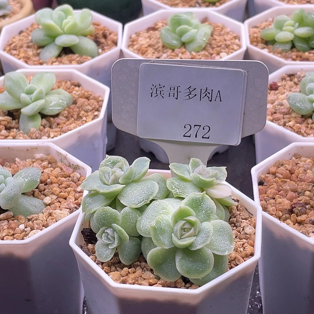 叶***宿滨哥多肉A272虾饺4头