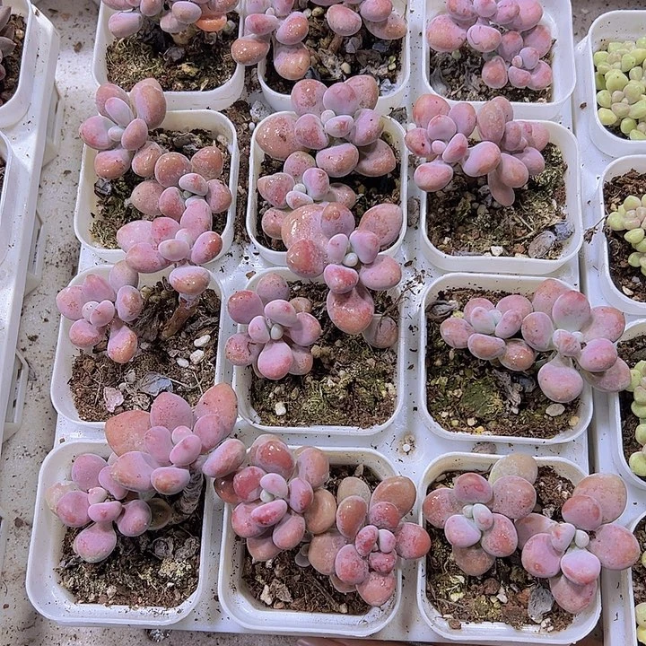 双头桃蛋19包邮多肉