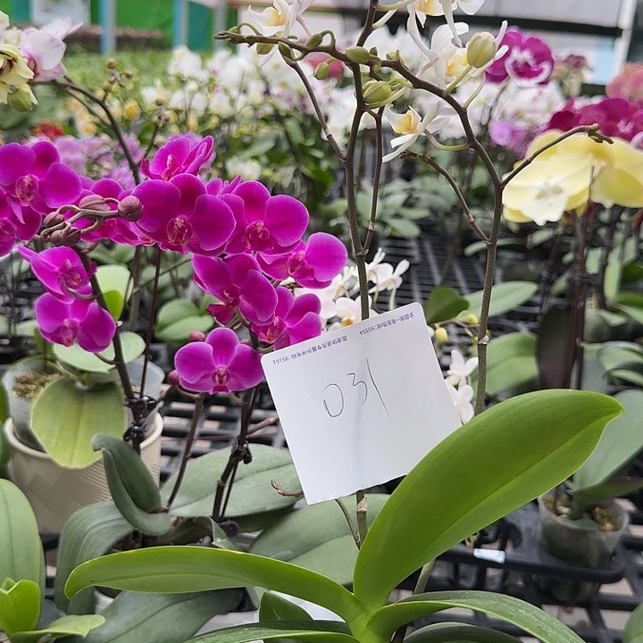 灰***娘大部分开放少量花苞031