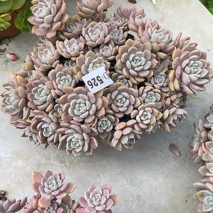 心***吖526克洛伊多肉植物多肉