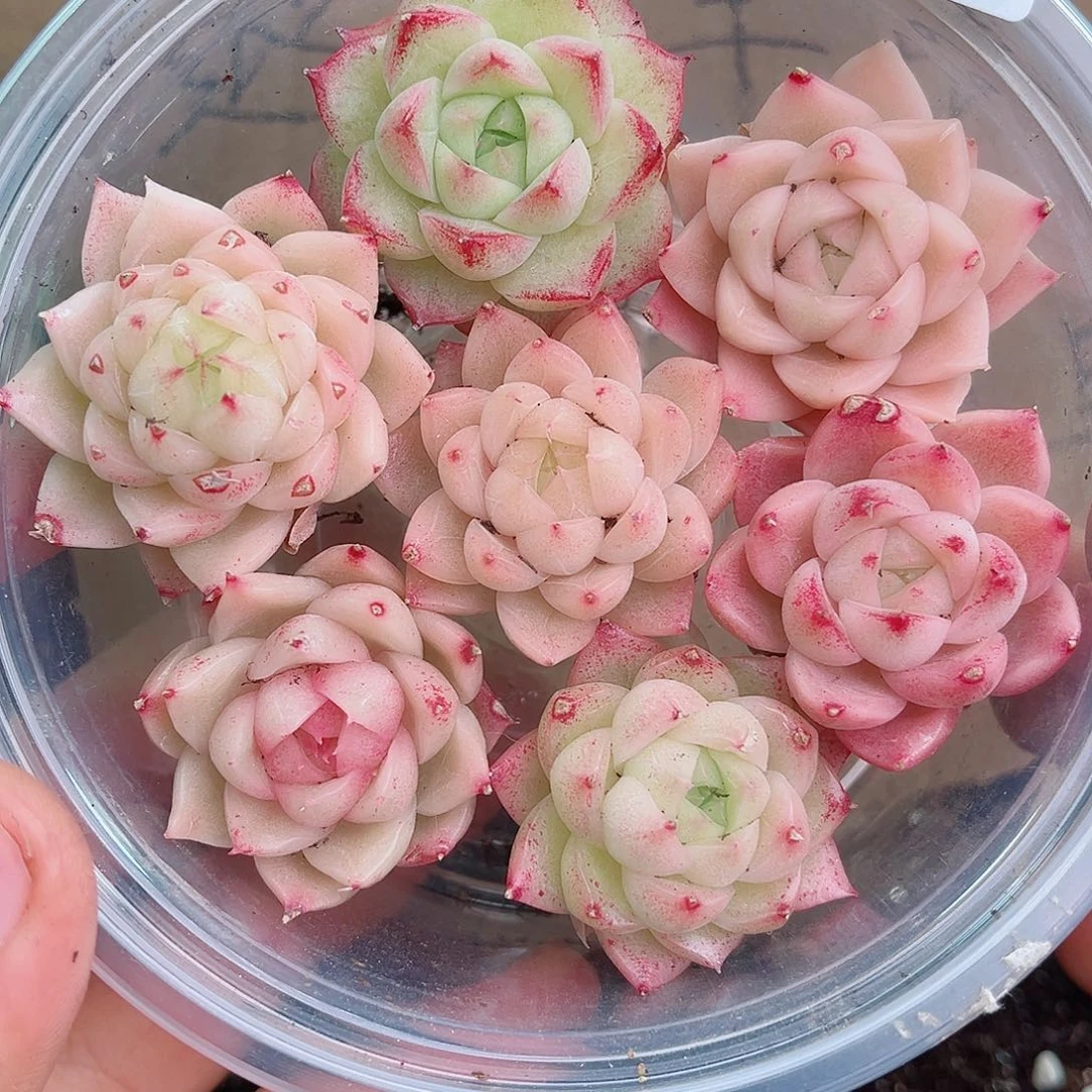 1-833 新疆西藏内蒙不发12.8包邮