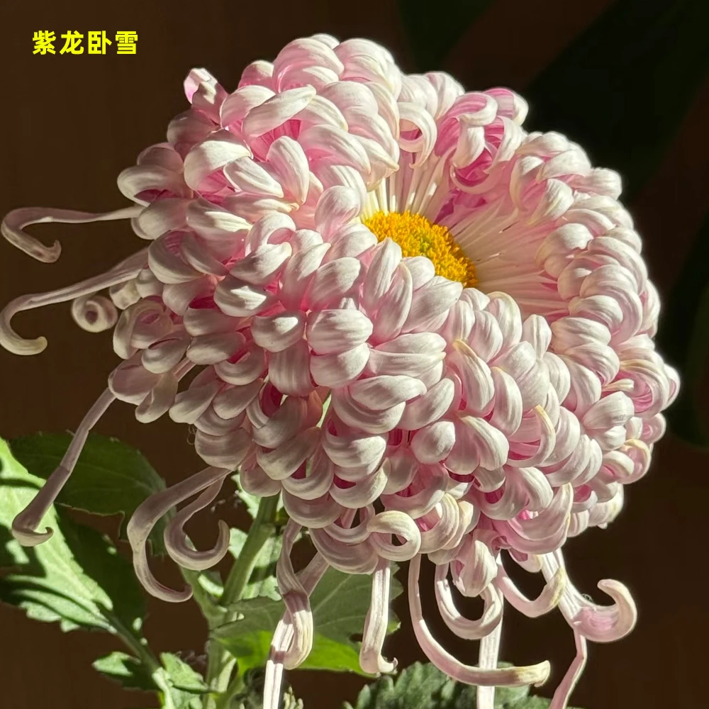 紫龙卧雪【无花苞发货】菊花盆栽9月菊大花型好养耐寒室内庭院花卉