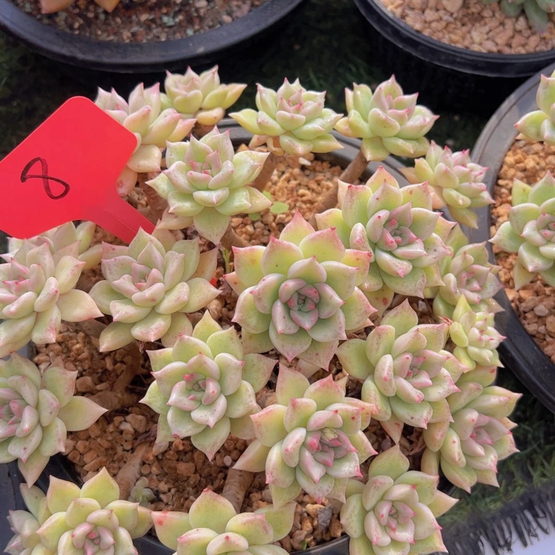 香玉的故事是一个人的故事