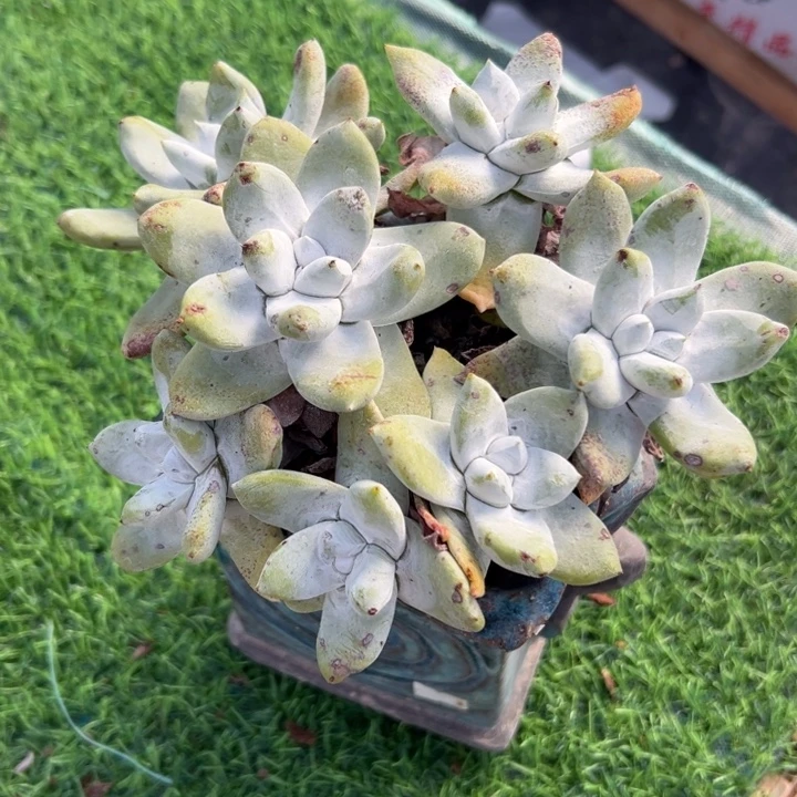 花***洞谢谢哥～一物一拍2353