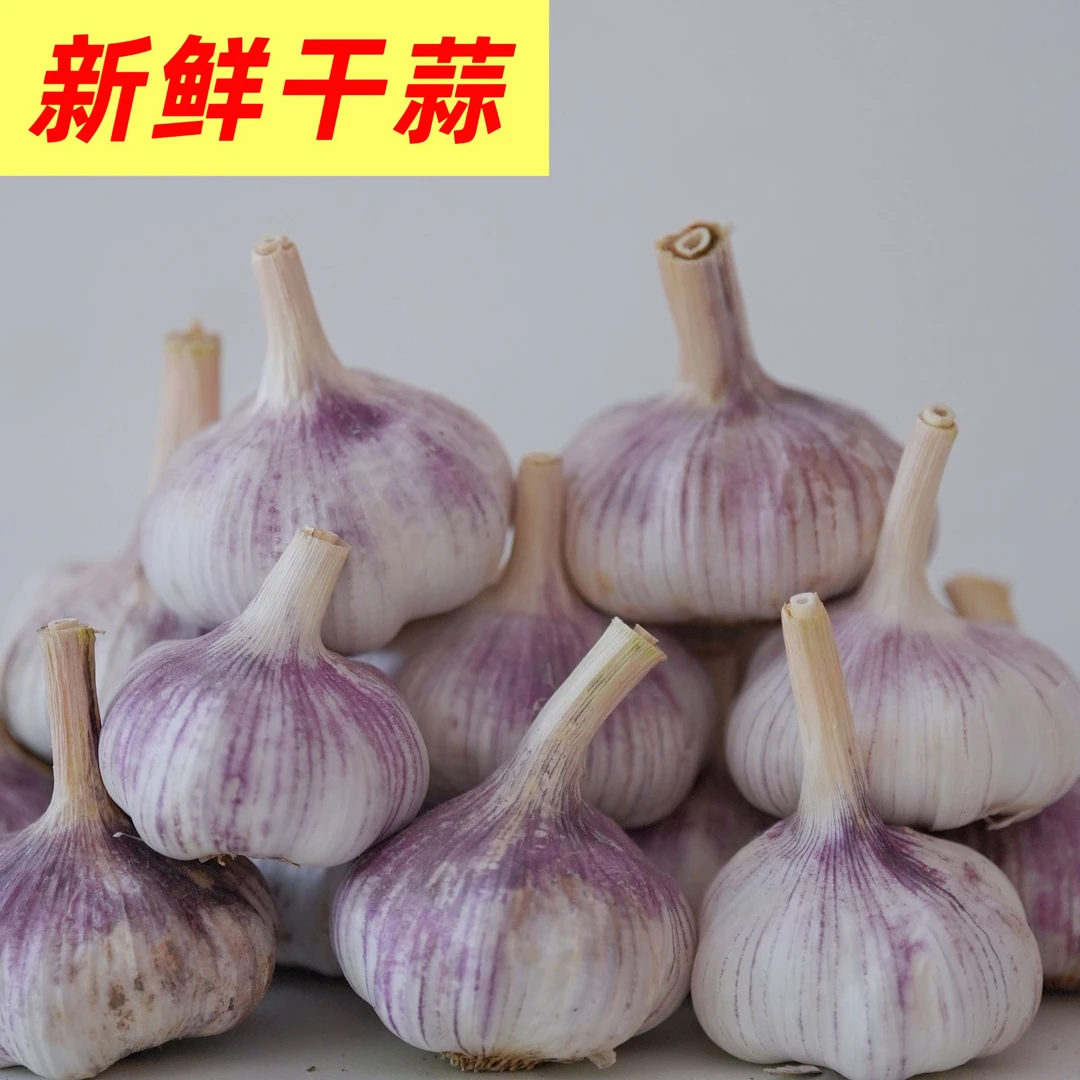 河南2025新鲜紫皮干蒜自然晾晒现货现发