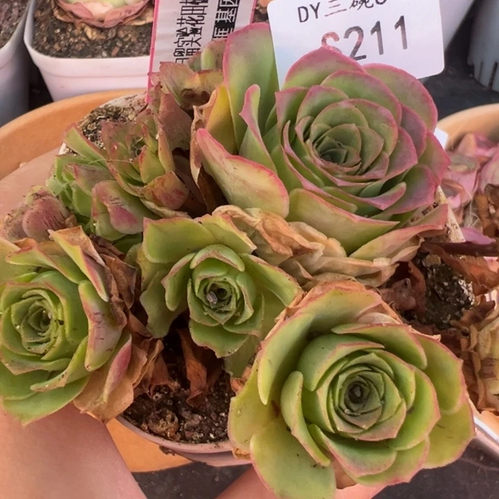 三碗211 自留花床观察
