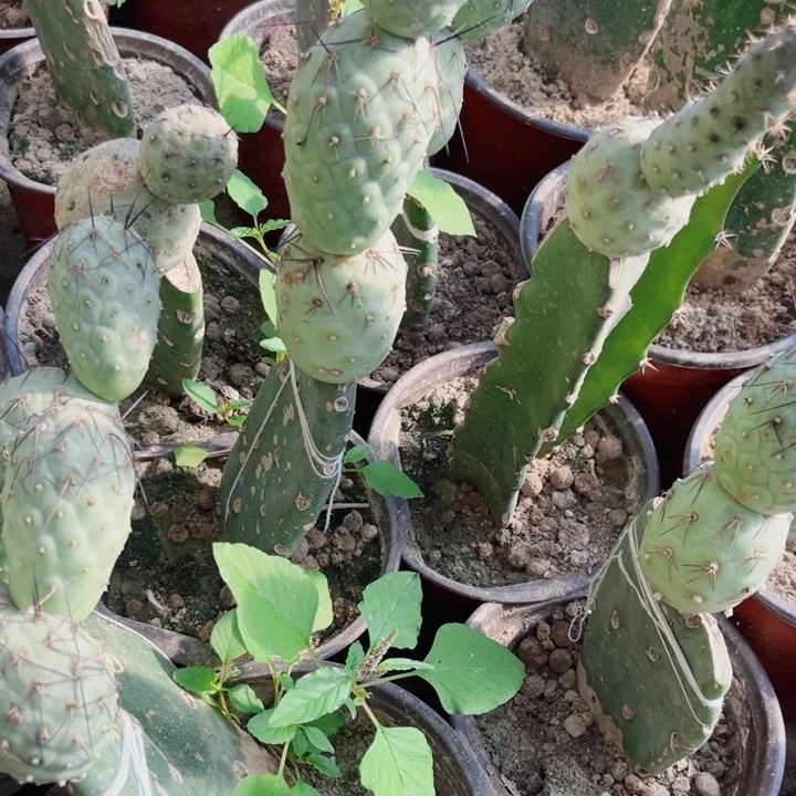 大型龙蛋无根仙人球八个