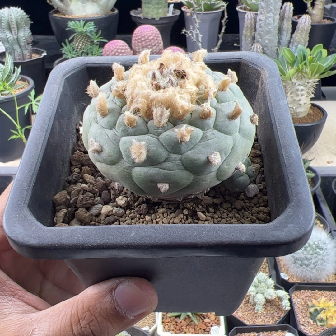 格子草球6一物一拍带盆发