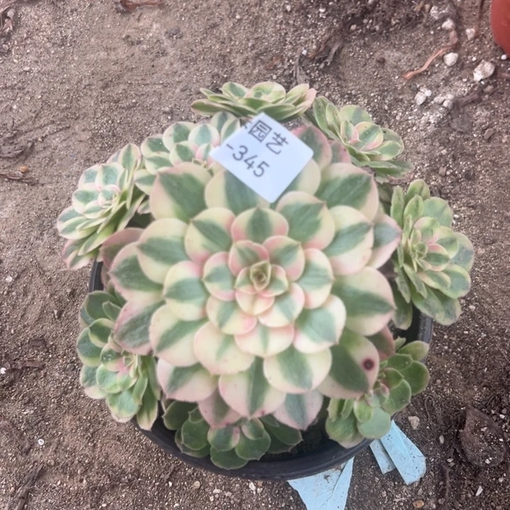 荔枝手捧多肉植物345