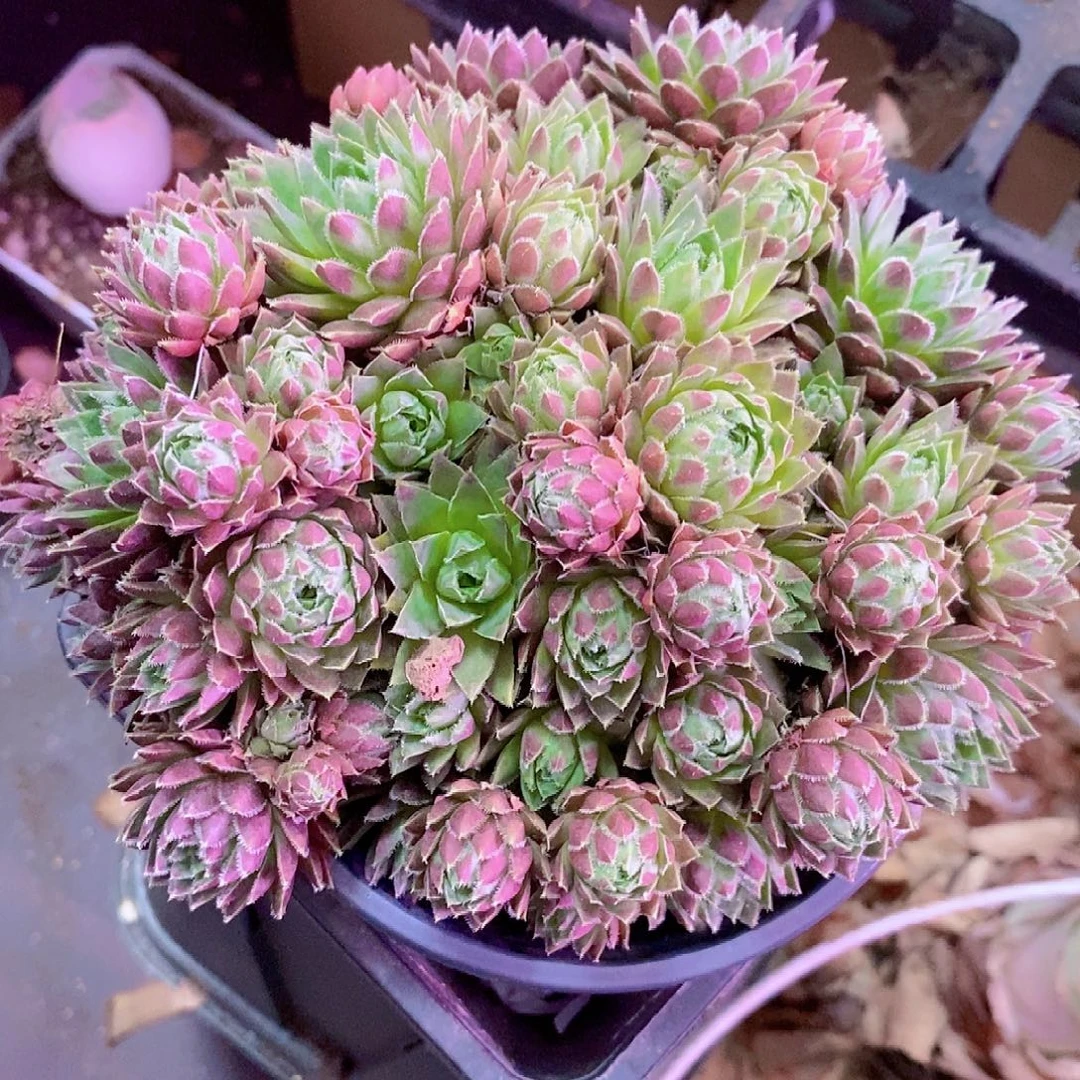 粉球女王一物一拍0088