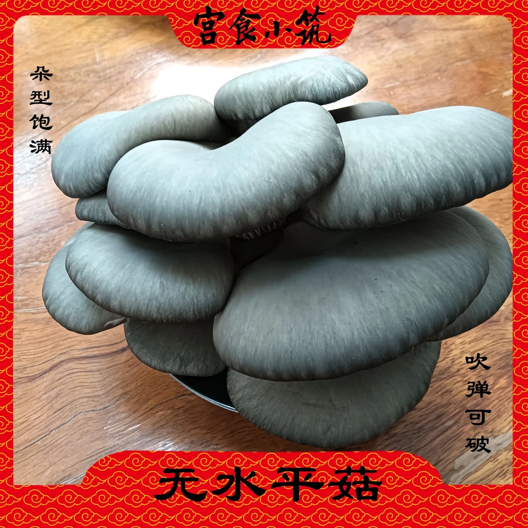 房山自产大份无水平菇1600克