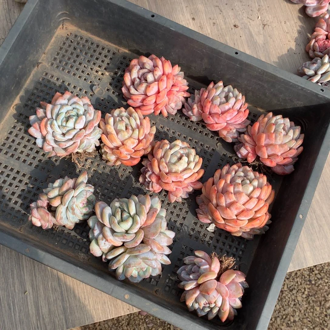 哈哈哈哈哈哈哈哈哈哈