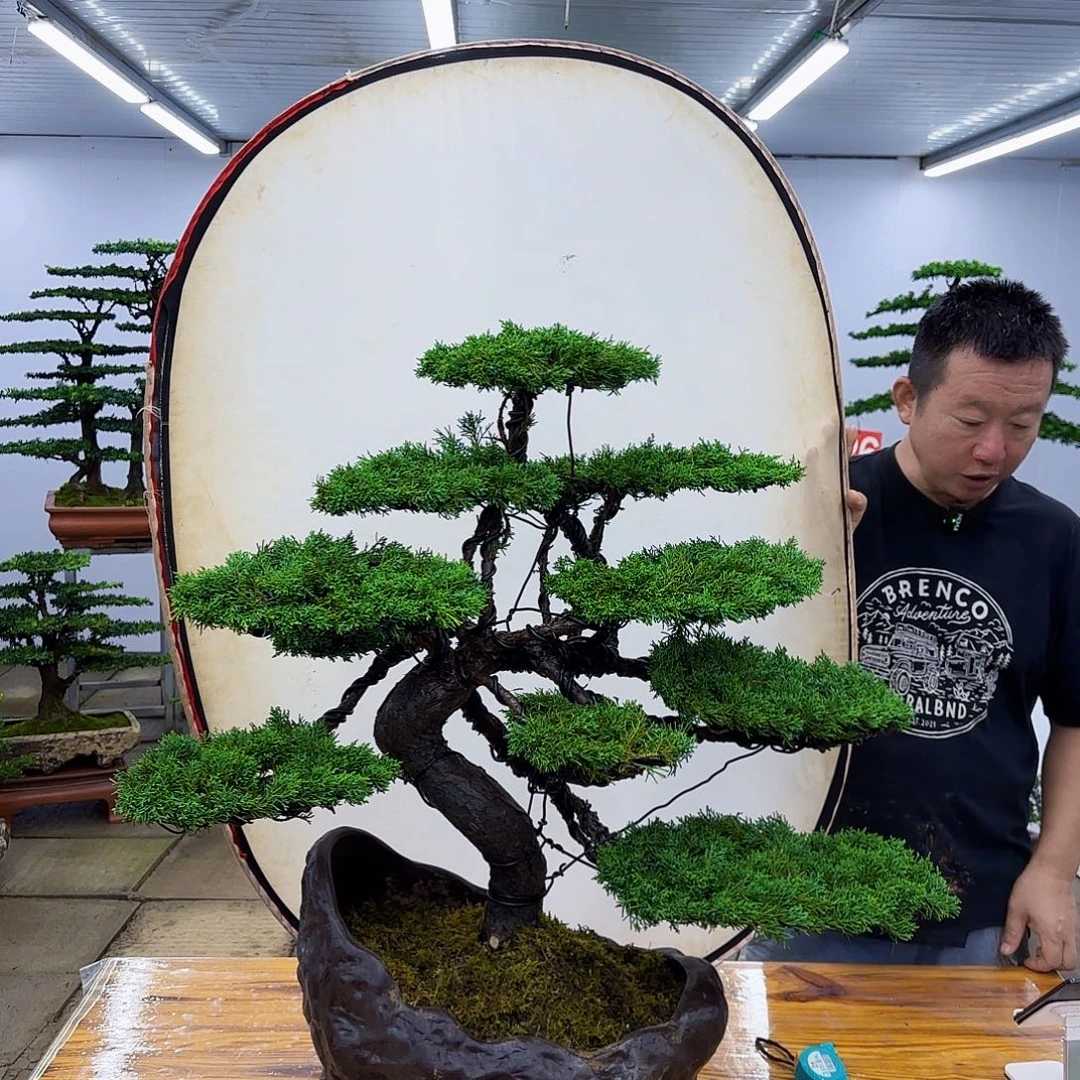 无花朵盆景直播间