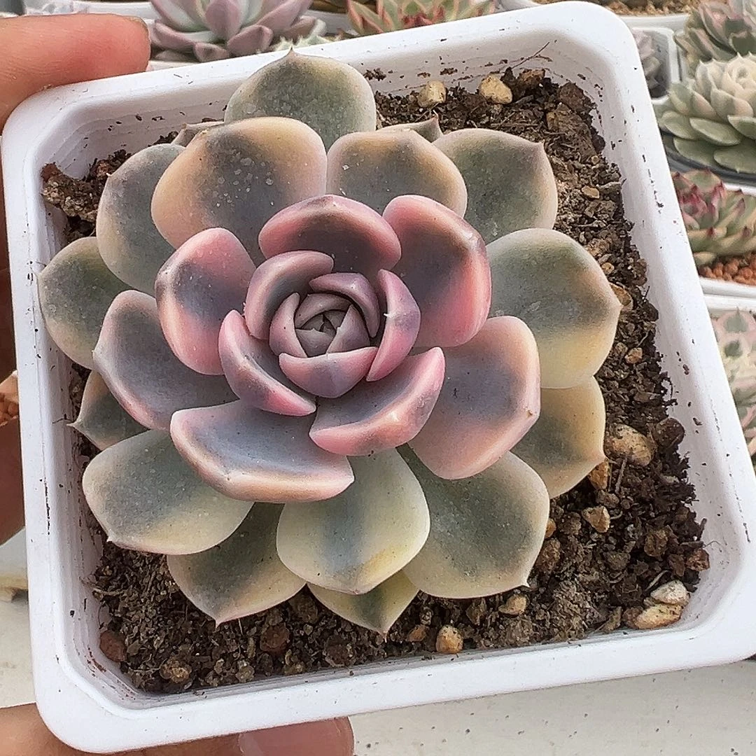 汉堡锦多肉植物饭