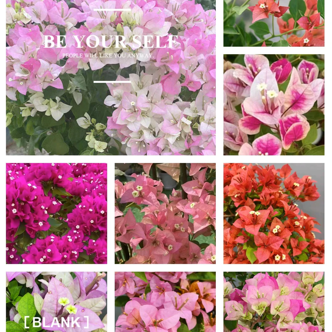 【三角梅多品种】四季开花可爬藤垂吊阳台庭院可养