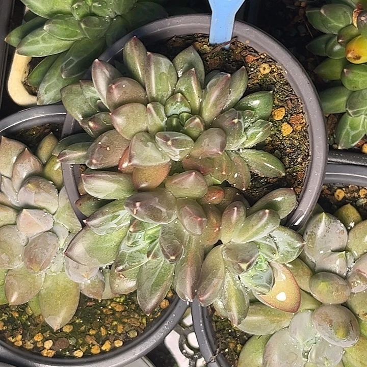 多肉植物小叶幻影002