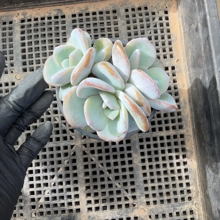 10厘米左右一物一拍的一物一拍