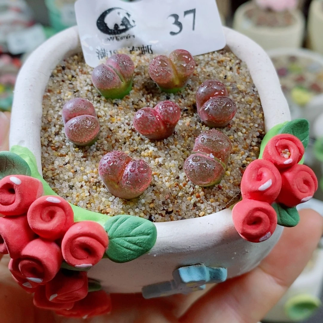 荔***冻生石花花花花花花花花37