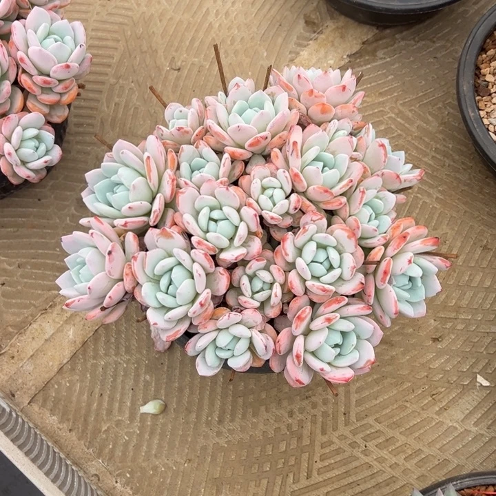 一***花花花专拍冷香老桩群